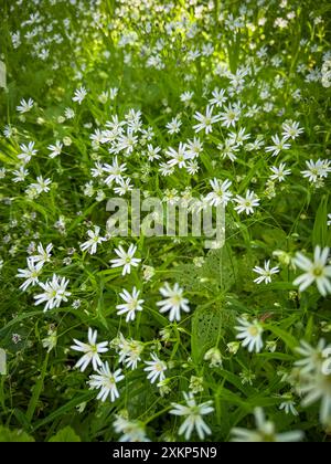 Vista ravvicinata di splendidi fiori selvatici bianchi che fioriscono in un lussureggiante prato verde, evocando un senso di tranquillità e bellezza naturale. Foto Stock