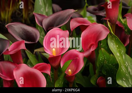 Squisiti gigli di Calla a forma di tromba rosa crescono tra foglie verdi a forma di lancia. Foto Stock