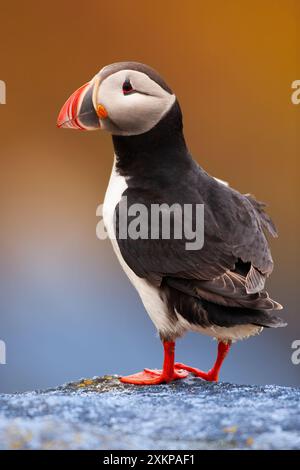 Ritratto di un Puffin di Runde, Norvegia - potere della natura Foto Stock