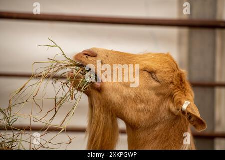 capra che mangia una bocca di fieno con gli occhi chiusi e le orecchie alla schiena Foto Stock