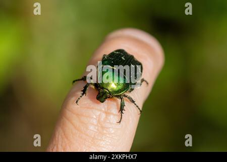 Scarabeo di rosa, Cetonia aurata appoggiata sul dito di una persona. REGNO UNITO Foto Stock