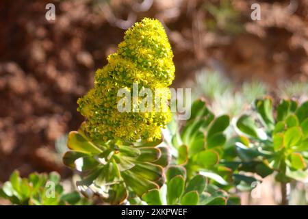 Punta di fiore giallo della rosa irlandese chiamata anche houseleek (Aeonium aboreum) endemica delle Isole Canarie (Spagna) Foto Stock