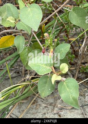 Il fiore di Gulf Croton punctatus adorna le dune di North Myrtle Beach, South Carolina. Foto Stock