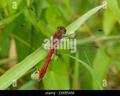 La libellula rossa arancione con ali con motivo rosso si trova su un ramo. appoggiato su un gambi di fiori da vicino. occhi enormi Foto Stock