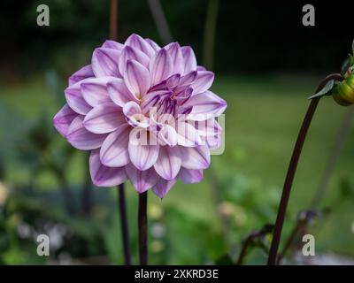 Il fiore di Dahlia Senior's Hope viola; un dahlia decorativo con lilla e petali bianchi arricciati che donano colore alla fine dell'estate e all'autunno nel giardino Foto Stock