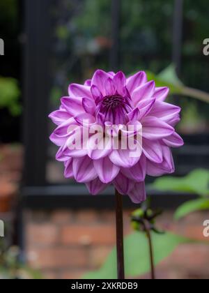 Dahlia 'Senior's Hope' fiore da vicino su un robusto stelo nel giardino di taglio, di Sarah Raven Foto Stock