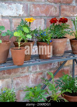 Piccole pentole di terracotta d'epoca contenenti piante da letto estive su un teatro di piante, che mostrano fiori di calendula francesi e foglie di nasturzio Foto Stock