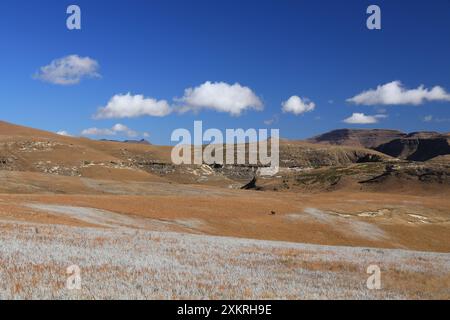Il pascolo degli GNU sulle colline del Golden Gate Highlands National Park in Sudafrica Foto Stock