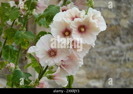 Fioritura hollyhock Alcea rosea, o hollyhock comune, che cresce di fronte al muro di pietra. Questa varietà è bianca e rosa con un centro giallo Foto Stock