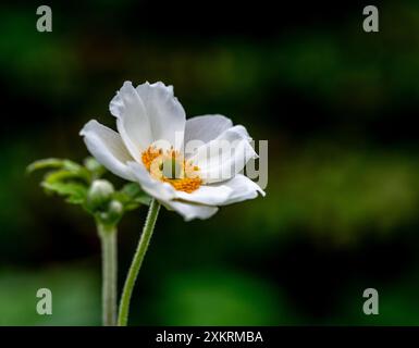 Anemonoides sylvestris (anemone a goccia di neve) Foto Stock