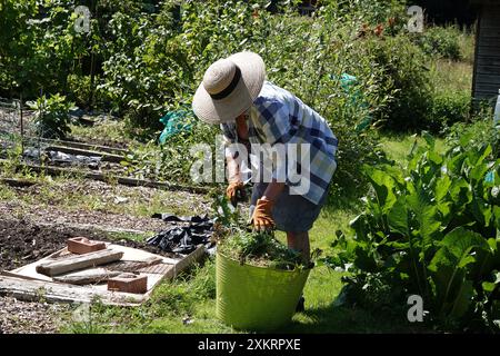 Una donna anziana che lavora nel suo giardino o in un giorno d'estate di sole Foto Stock