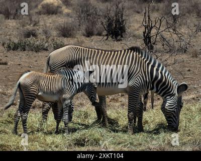 Le zebre di Grevy mangiano il fieno consegnato loro nel parco durante una grave siccità in modo che non muoiano di fame. Stagione secca nell'ottobre 2022. Samburu N. Foto Stock