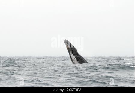 Breccia, megattere, Buckelwal, baleina à bosse, Megaptera novaeangliae, hosszúszárnyú bálna, Puerto López, provincia di Manabí, Ecuador Foto Stock