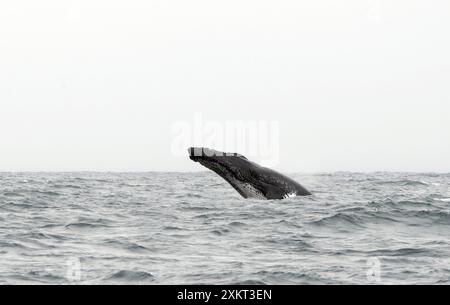 Breccia, megattere, Buckelwal, baleina à bosse, Megaptera novaeangliae, hosszúszárnyú bálna, Puerto López, provincia di Manabí, Ecuador Foto Stock