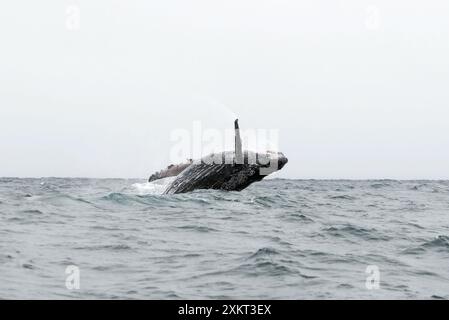 Breccia, megattere, Buckelwal, baleina à bosse, Megaptera novaeangliae, hosszúszárnyú bálna, Puerto López, provincia di Manabí, Ecuador Foto Stock