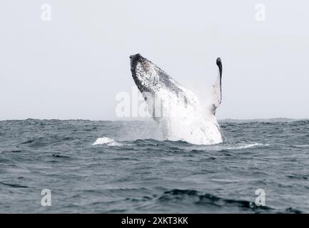 Breccia, megattere, Buckelwal, baleina à bosse, Megaptera novaeangliae, hosszúszárnyú bálna, Puerto López, provincia di Manabí, Ecuador Foto Stock