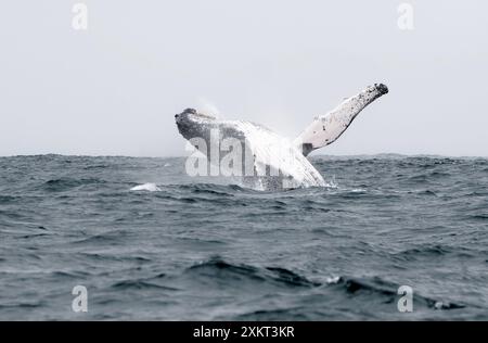 Breccia, megattere, Buckelwal, baleina à bosse, Megaptera novaeangliae, hosszúszárnyú bálna, Puerto López, provincia di Manabí, Ecuador Foto Stock