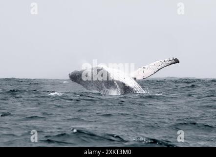 Breccia, megattere, Buckelwal, baleina à bosse, Megaptera novaeangliae, hosszúszárnyú bálna, Puerto López, provincia di Manabí, Ecuador Foto Stock