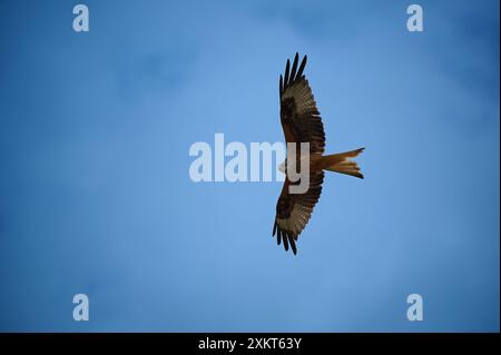 Aquilone rosso con ali sparse in volo contro il cielo nuvoloso la sera Foto Stock