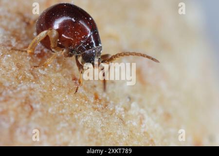 Scarabeo ragno liscio, scarabeo di gobba, scarabeo di ragno lucido (Gibbium psylloides). Una specie di insetti sinantropici che vive nelle case. Beetle sul pane. Foto Stock