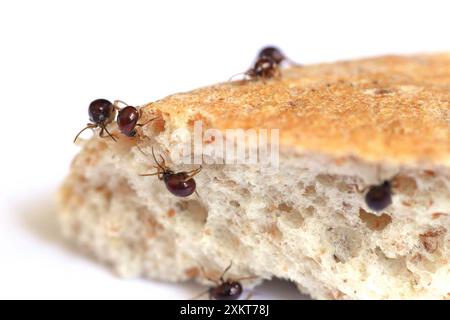 Scarabeo ragno liscio, scarabeo di gobba, scarabeo di ragno lucido (Gibbium psylloides). Una specie di insetti sinantropici che vive nelle case. Barbabietole sul pane. Foto Stock