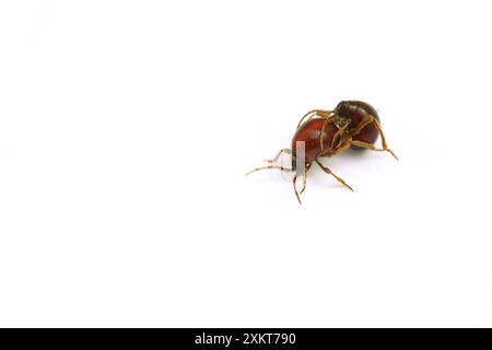 Scarabeo ragno liscio, scarabeo di gobba, scarabeo di ragno lucido (Gibbium psylloides). Una specie di insetti sinantropici che vive nelle case. Foto Stock