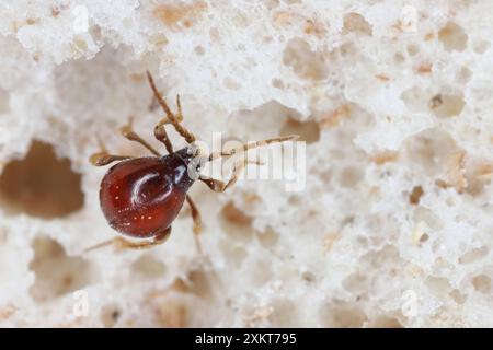 Scarabeo ragno liscio, scarabeo di gobba, scarabeo di ragno lucido (Gibbium psylloides). Una specie di insetti sinantropici che vive nelle case. Beetle sul pane. Foto Stock