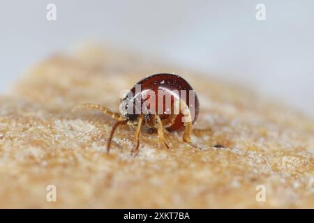 Scarabeo ragno liscio, scarabeo di gobba, scarabeo di ragno lucido (Gibbium psylloides). Una specie di insetti sinantropici che vive nelle case. Beetle sul pane. Foto Stock