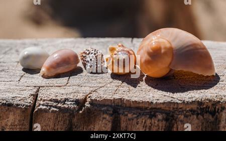 Le conchiglie sono disposte in fila su un pezzo di legno resistente agli agenti atmosferici. Foto Stock