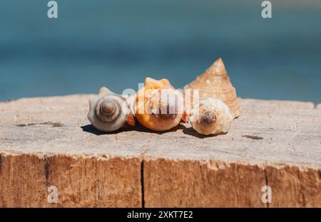 Le conchiglie sono disposte in fila su un pezzo di legno resistente agli agenti atmosferici. Foto Stock