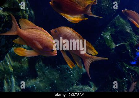 Mondo sottomarino con il mare goldie noto anche come il fagottino arancione, il pesce corallino o la scalefin anthias ( Pseudanthias squamipinnis ) Foto Stock