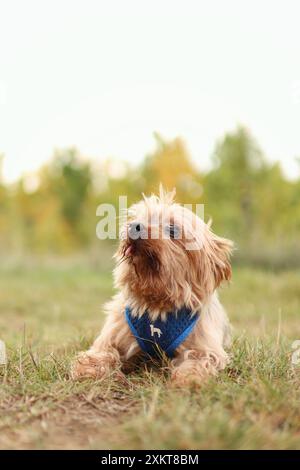 Lo Yorkshire terrier Crossbreed è sul prato autunnale. Foto Stock