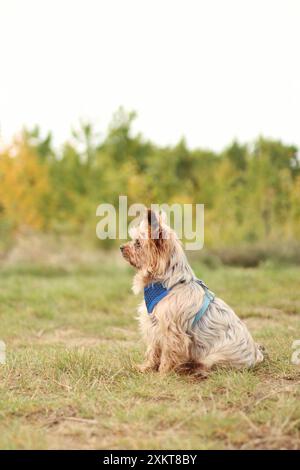 Lo Yorkshire terrier Crossbreed è sul prato autunnale. Foto Stock