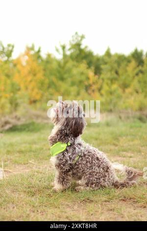 Lo Yorkshire terrier Crossbreed è sul prato autunnale. Foto Stock