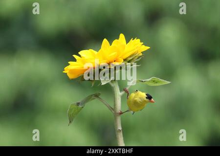 Un vibrante uomo americano goldfinch Carduelis tristis appollaiato su un girasole in estate Foto Stock
