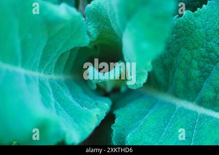 Pianta comune di Mullein (Verbascum Thapsus) che cresce in natura. Primo piano sulla foglia verde e messa a fuoco selettiva. Sfondo astratto. Foto Stock