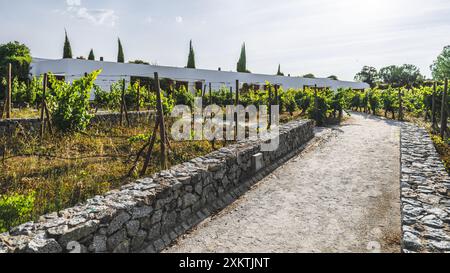 Un vigneto panoramico con lussureggianti vigneti verdi che crescono su alberi, circondato da muretti in pietra e un sentiero sterrato. Lo sfondo presenta una moderna b bianca Foto Stock