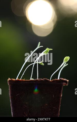 piantine di lattuga in vaso vegetale che cresce alla luce del sole. I raggi di luce emessi dal sole al tramonto conferiscono all'immagine un bagliore caldo e naturale. La camera per la copia fa il per Foto Stock