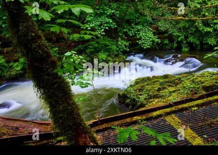 Mossy Tree and Flowing Stream nella lussureggiante foresta pluviale temperata dalla vista sopraelevata Foto Stock