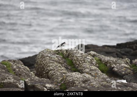 Vista in lontananza di un oystercatcher eurasiatico (Haematopus ostralegus) camminando lungo la cima delle rocce a destra, in un tranquillo sfondo marino nel Regno Unito Foto Stock