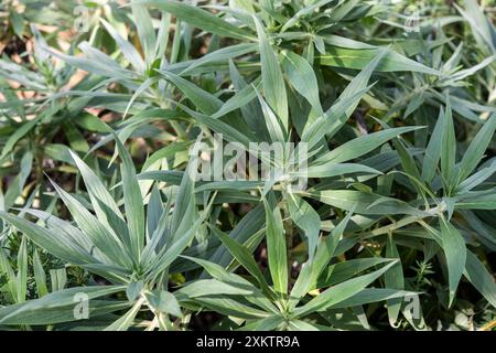 Pride of Madeira, Echium candicans, Boraginaceae, Isola di Madeira, Portogallo Foto Stock