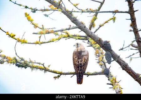 Red tailed Hawk arroccato nella struttura ad albero Foto Stock