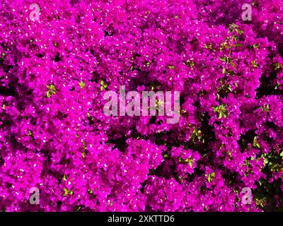 Fiori di bouganville magenta in piena fioritura. Vista ravvicinata della lussureggiante pianta tropicale con vivaci petali viola, perfetta per l'ispirazione del giardino o. Foto Stock