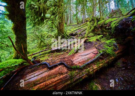 Antica foresta coperta di muschio con alberi caduti Low Tilt Perspective Foto Stock