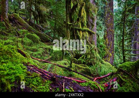 Foresta lussureggiante con alberi ricoperti di muschio e vista al piano terra di Ferns Foto Stock