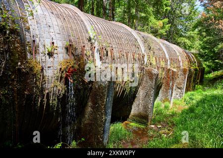 Il Pipeline arrugginito è ricoperto di muschio e piante nella lussureggiante prospettiva a livello di occhio della foresta Foto Stock