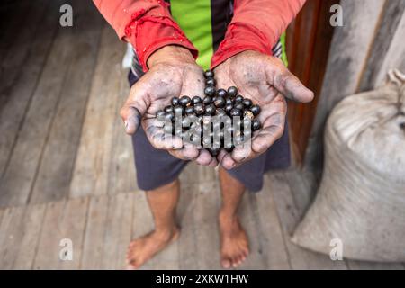 Coltivatore a mano che tiene frutta fresca di bacca di acai in una fattoria nella foresta amazzonica. Concetto di cibo, ecologia, ambiente, biodiversità, agricoltura. Foto Stock