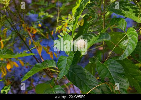 Buttonbush (Cephalanthus occidentalis) nell'Ohio. Scena naturale dalla foresta statale Foto Stock