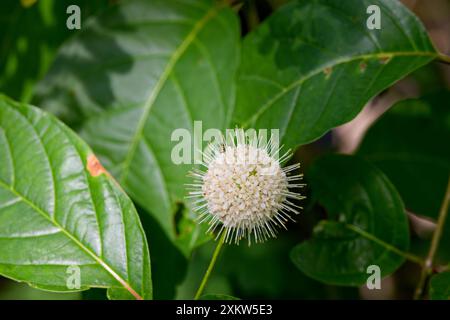 Buttonbush (Cephalanthus occidentalis) nell'Ohio. Scena naturale dalla foresta statale Foto Stock