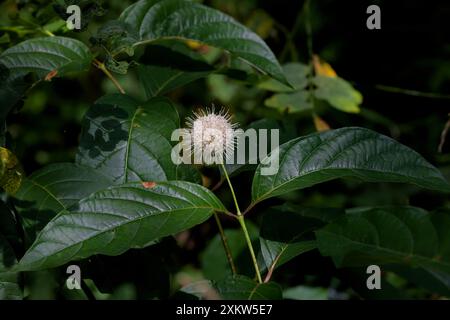 Buttonbush (Cephalanthus occidentalis) nell'Ohio. Scena naturale dalla foresta statale Foto Stock